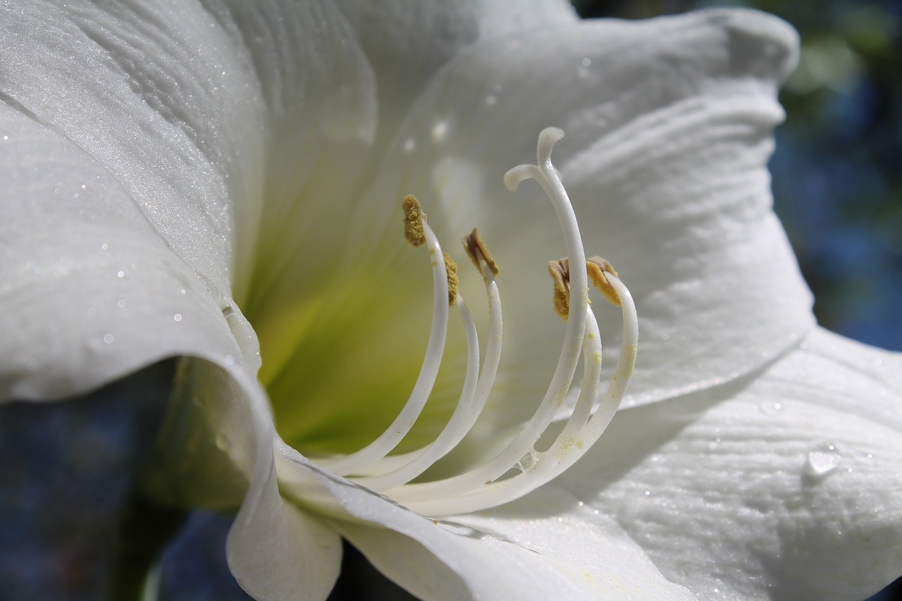 white amaryllis flowering bulbs amaryllis belladonna free photo
