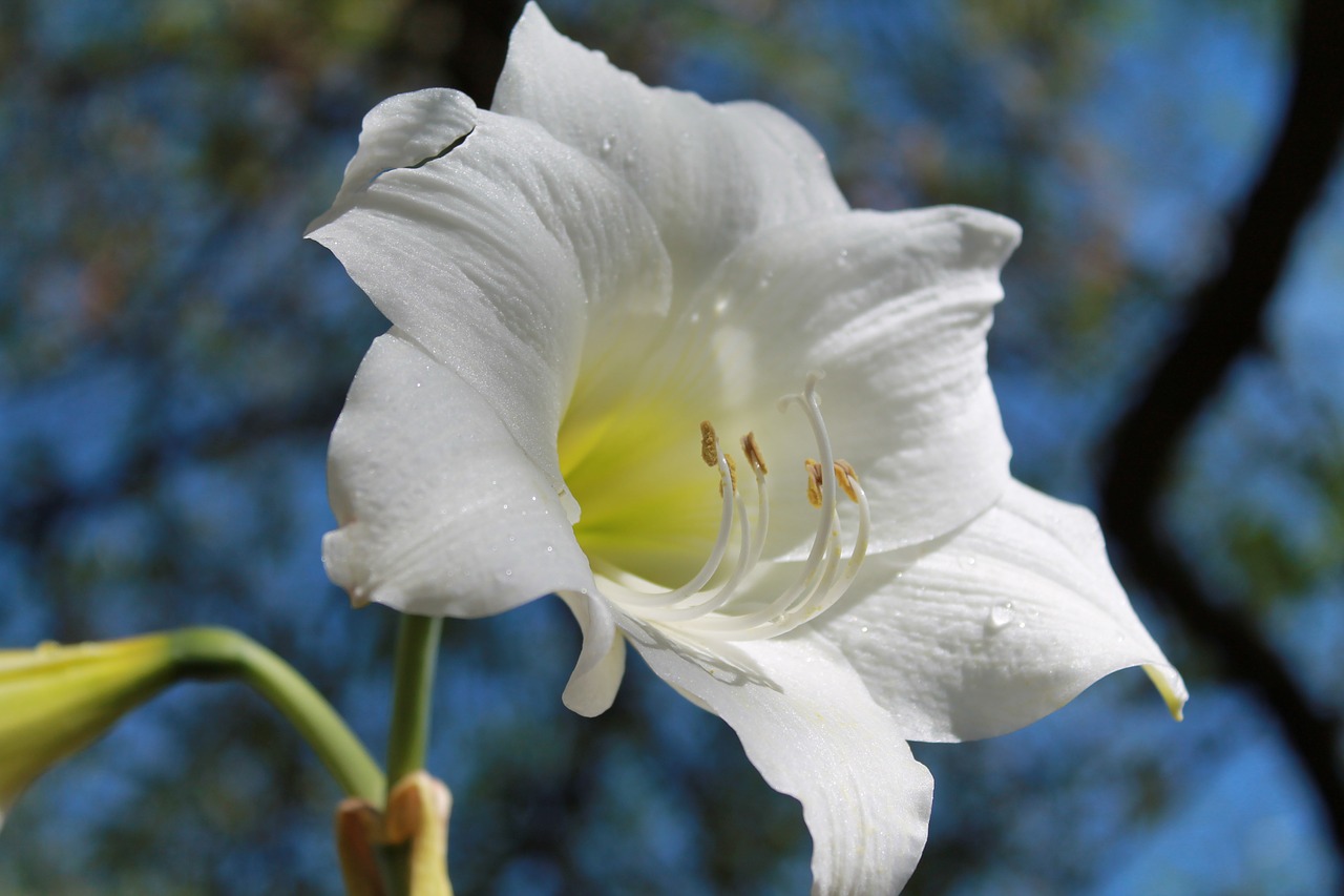 white amaryllis flowering bulbs amaryllis belladonna free photo