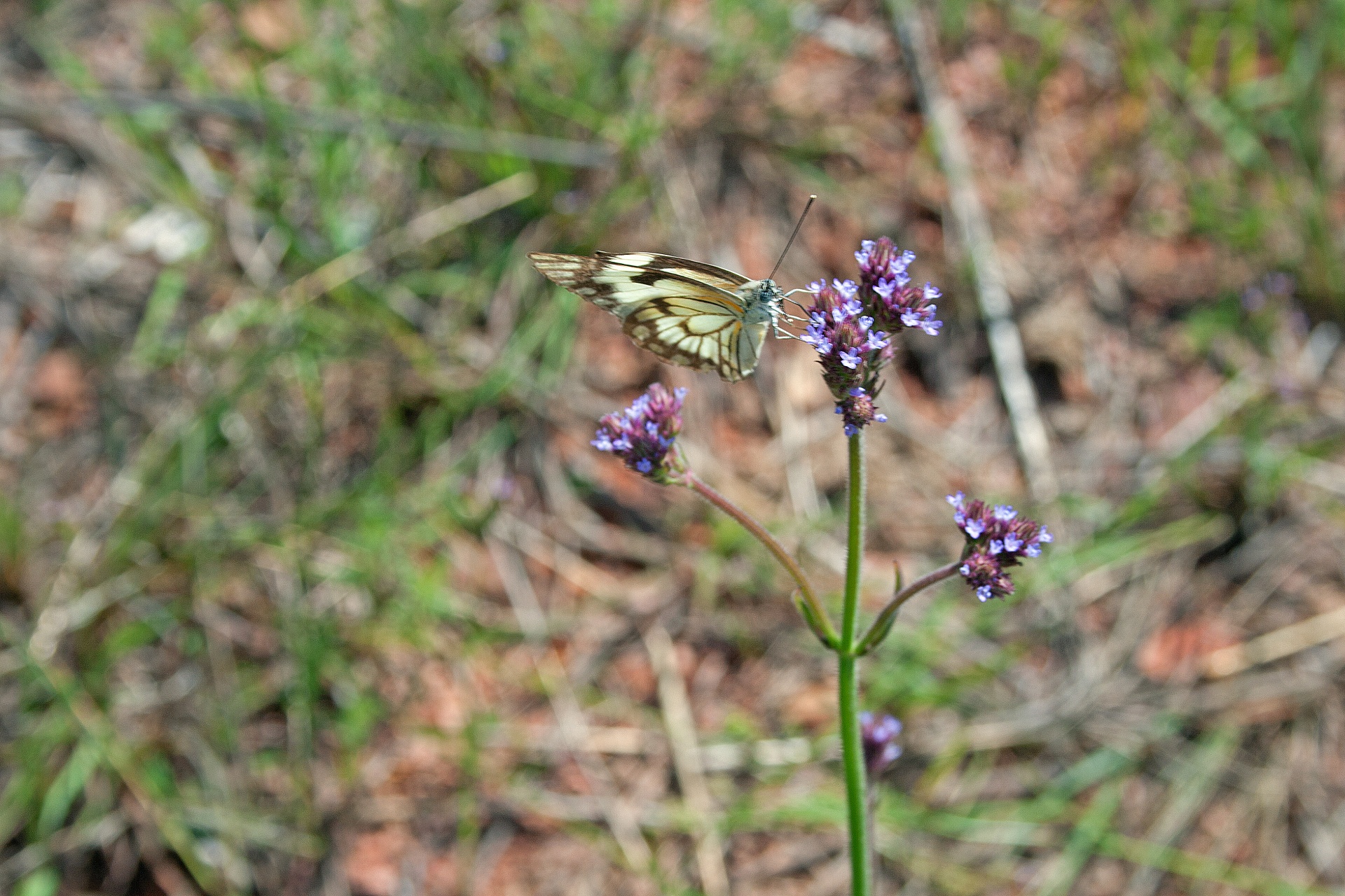 butterfly white brown free photo