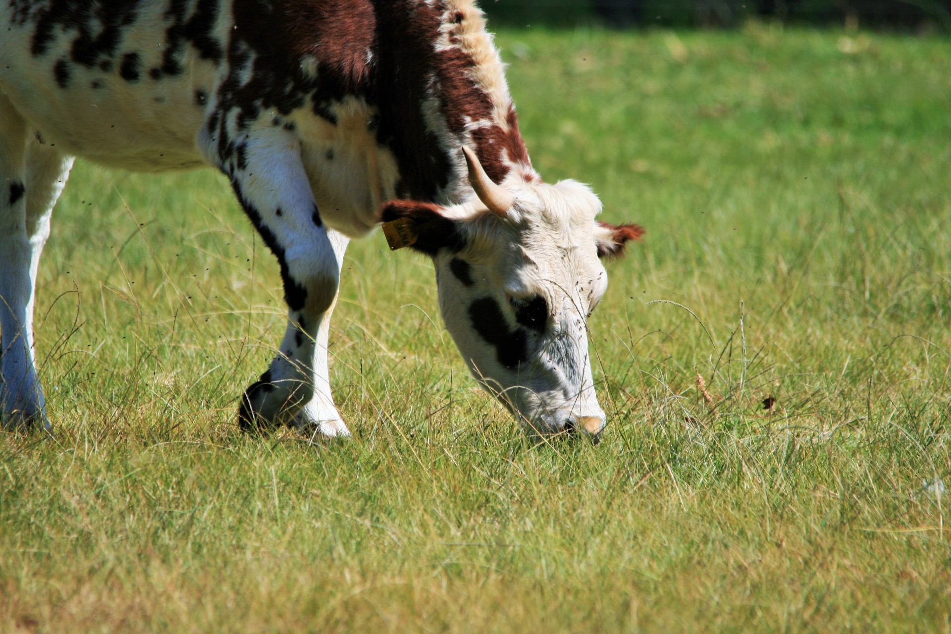 bovine cow white free photo