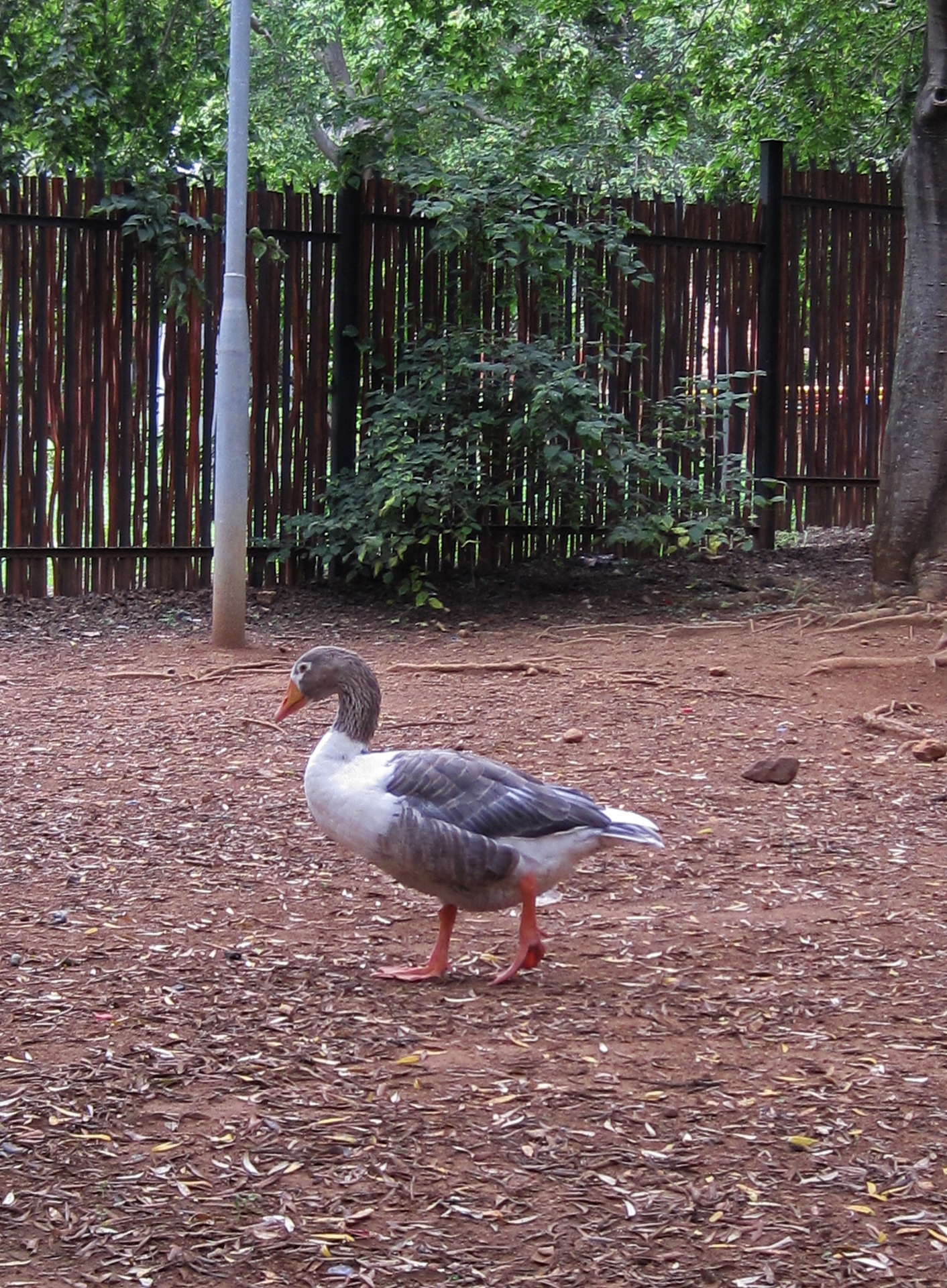 bird avian goose free photo