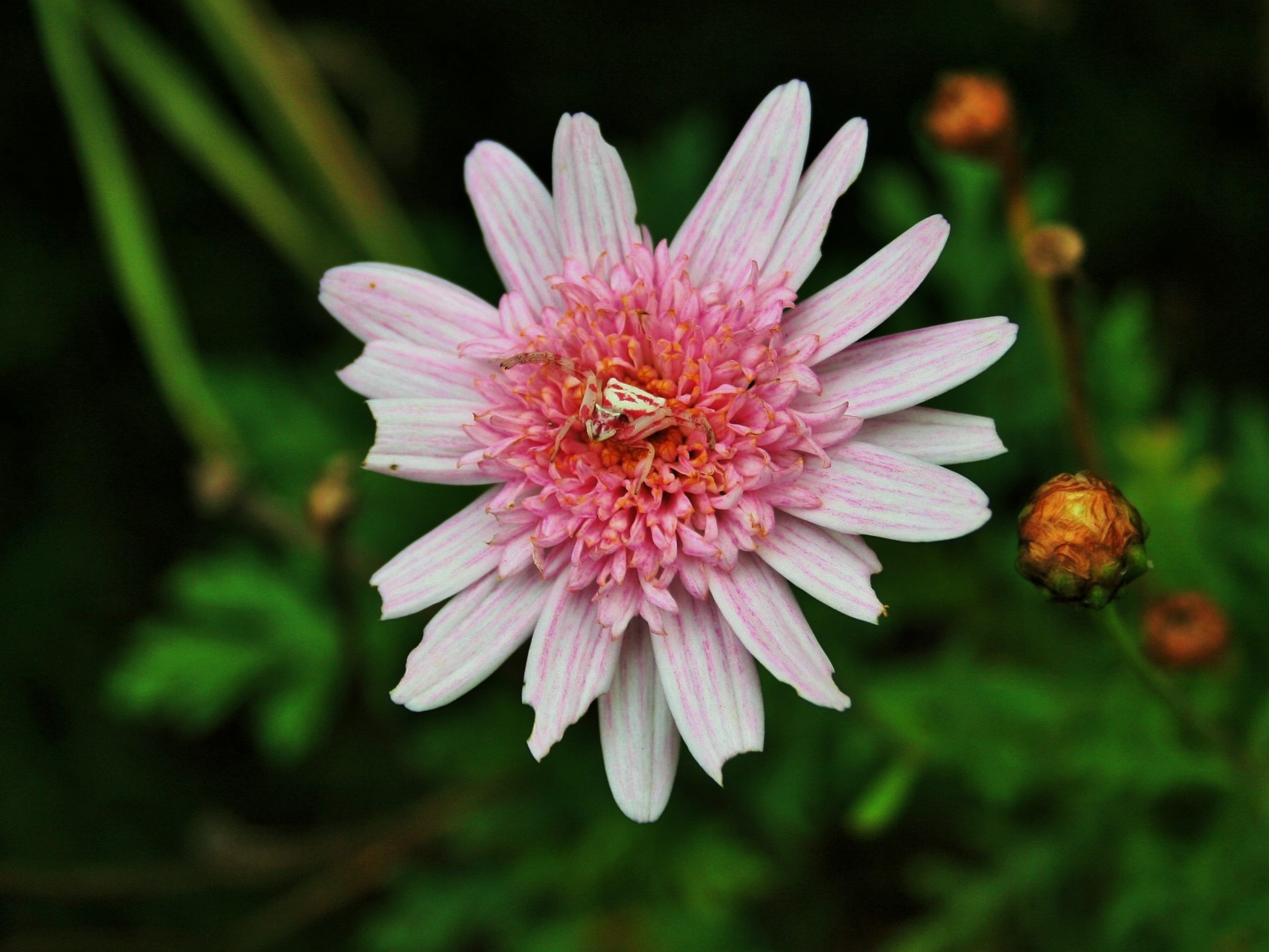 daisy pink spider free photo