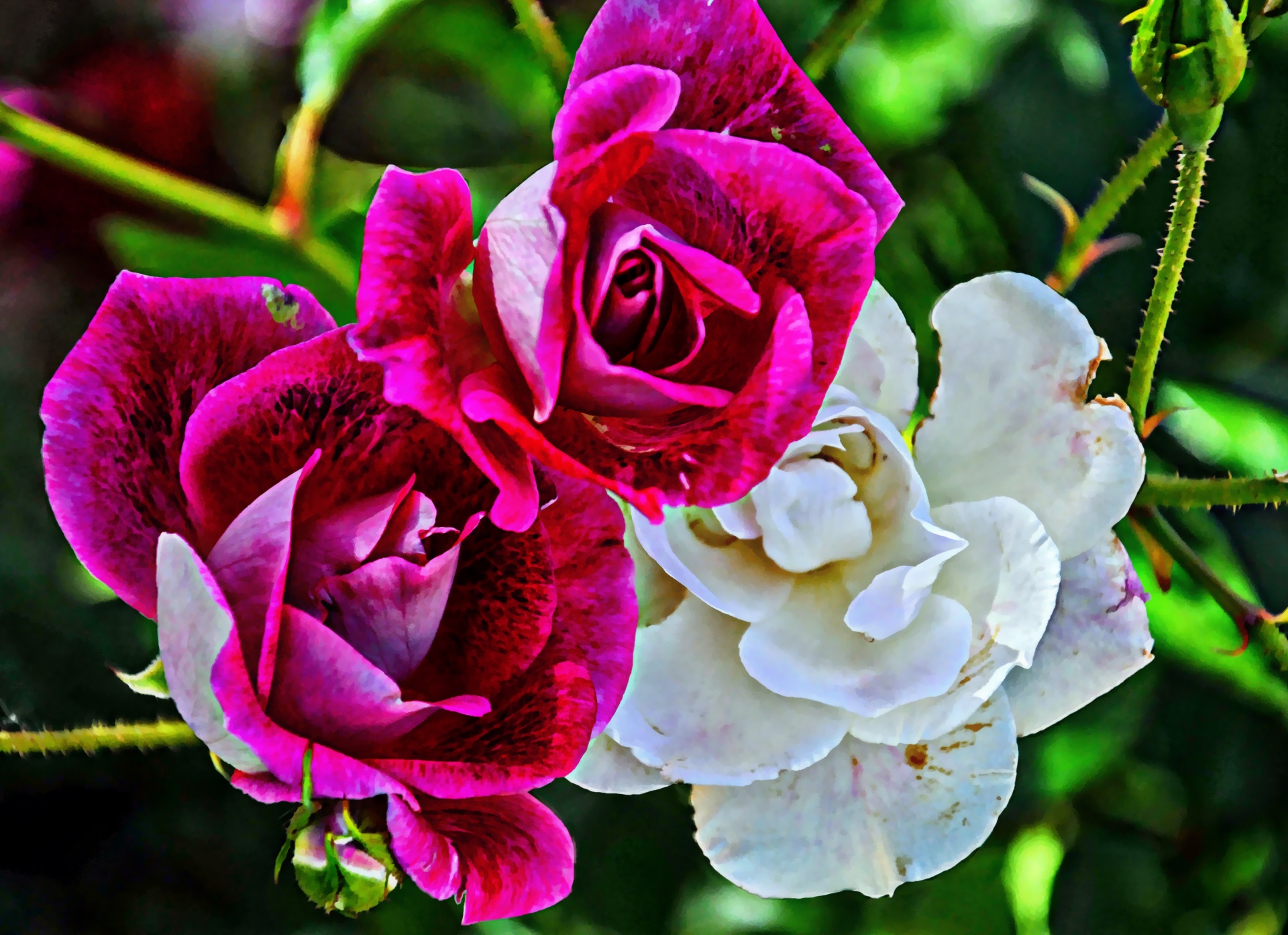 rose roses pink free photo