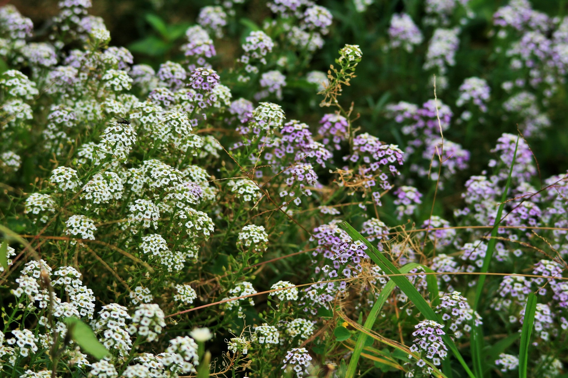 flowers white purple free photo