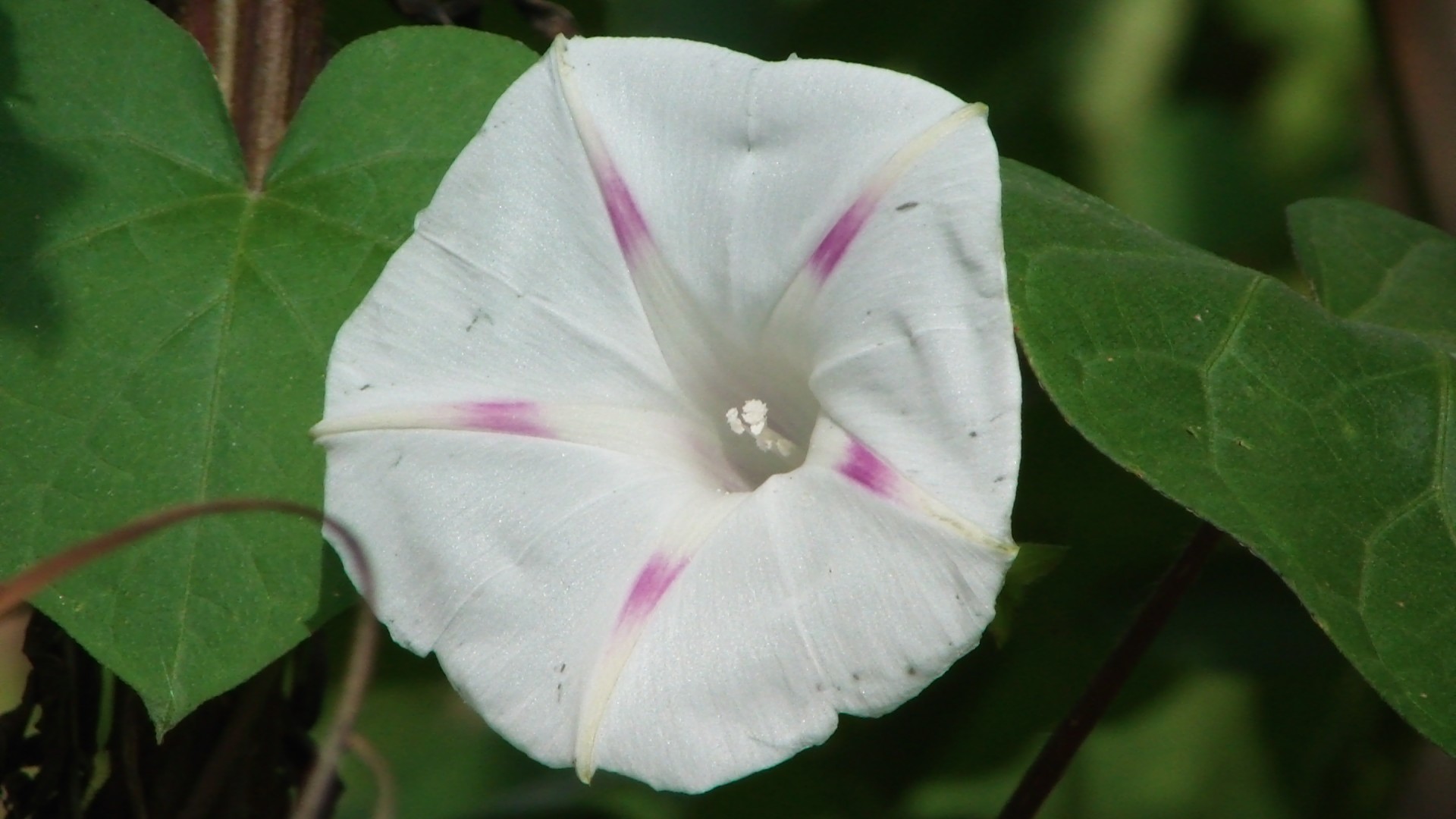 white pink purple free photo