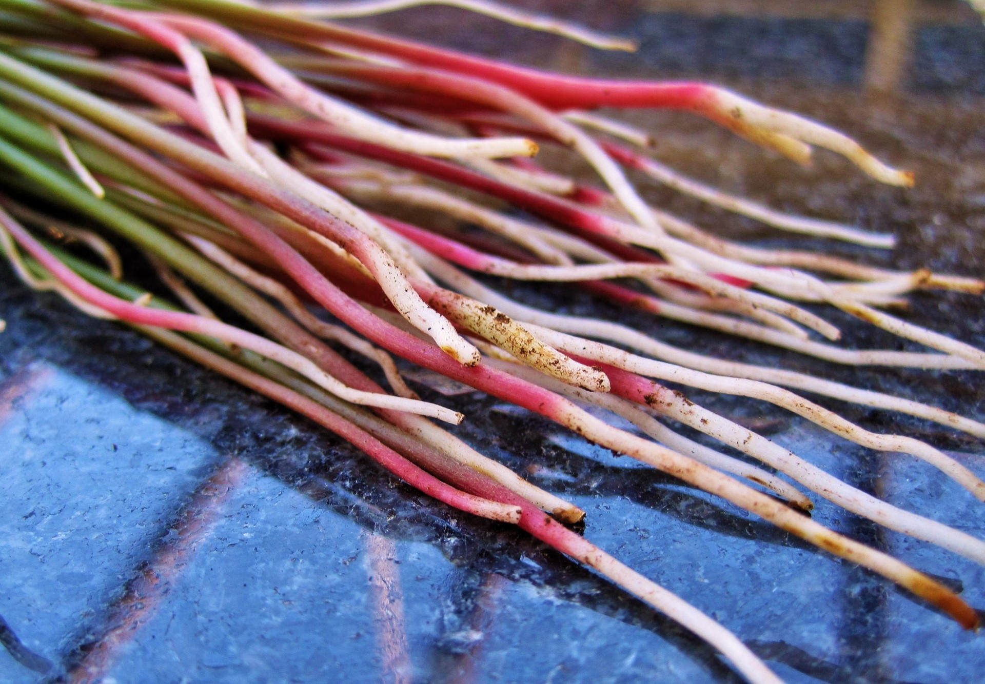 oxalis roots red free photo