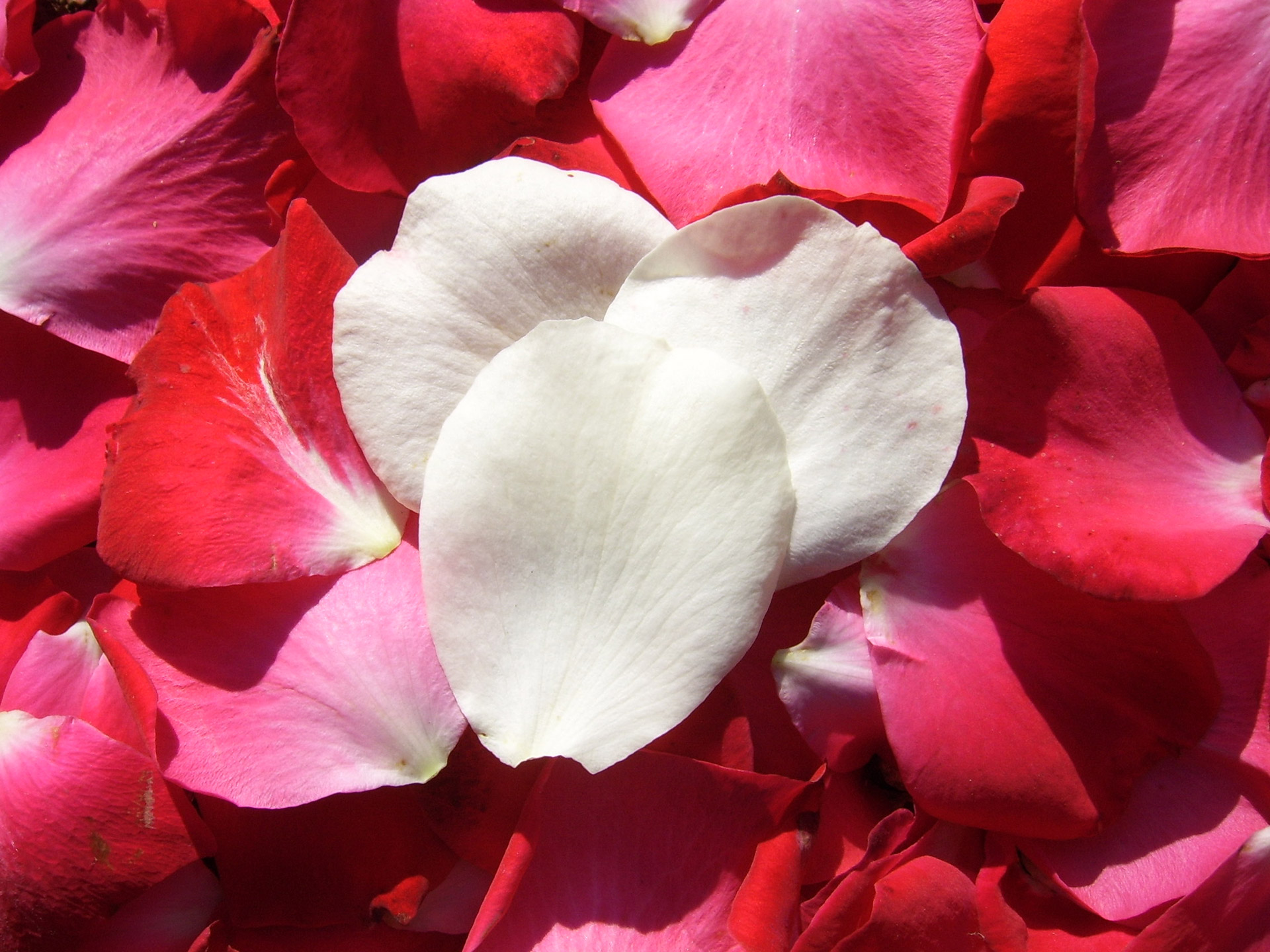 Download Free Photo Of White And Red Rose Petals From Needpix Com