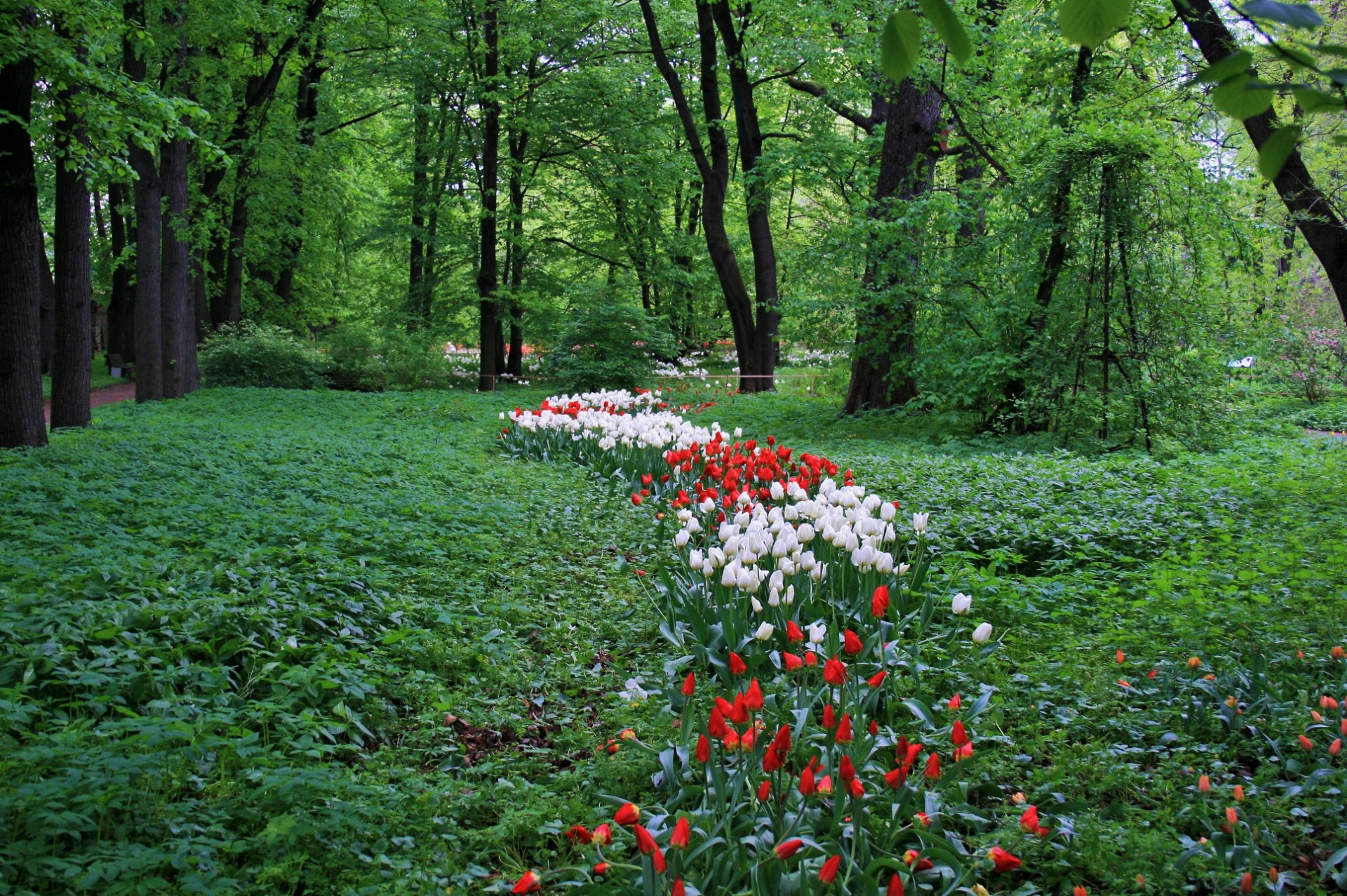 trees shade tulips free photo