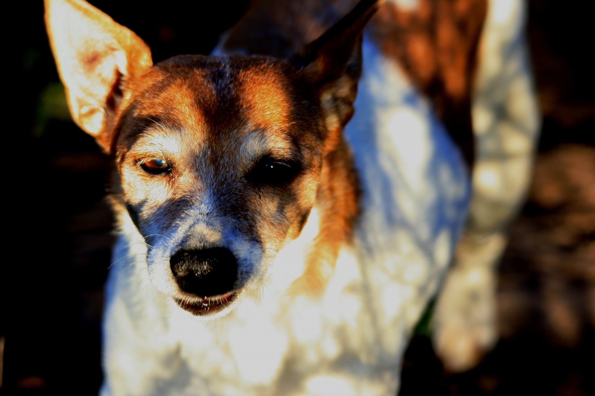 dog terrier jack russel free photo