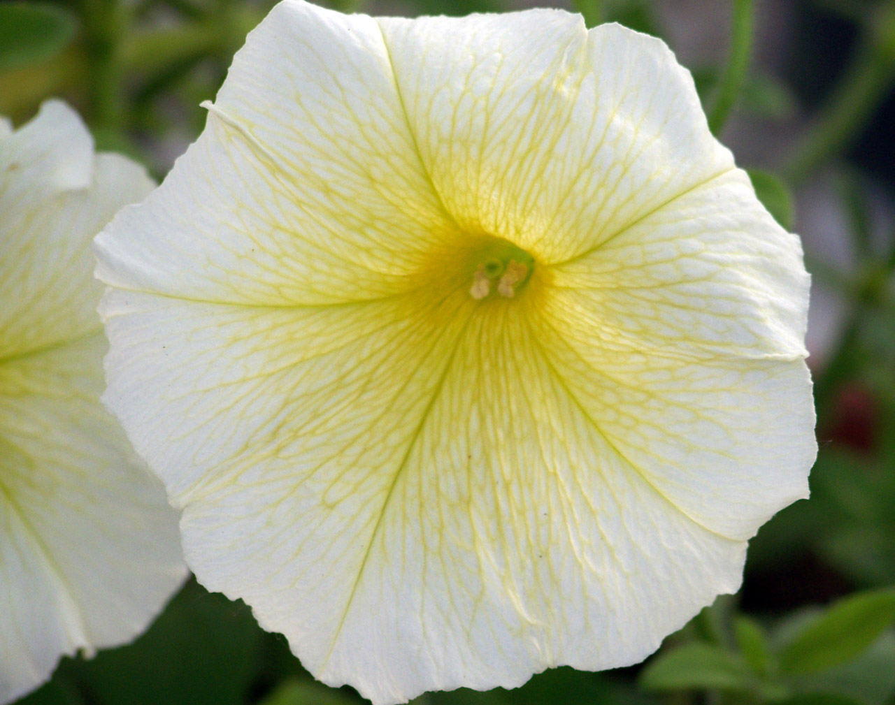 flower white yellow free photo