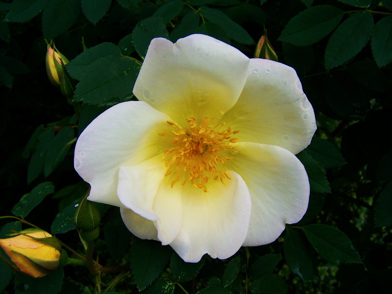 white and yellow roses flower garden spring flower free photo
