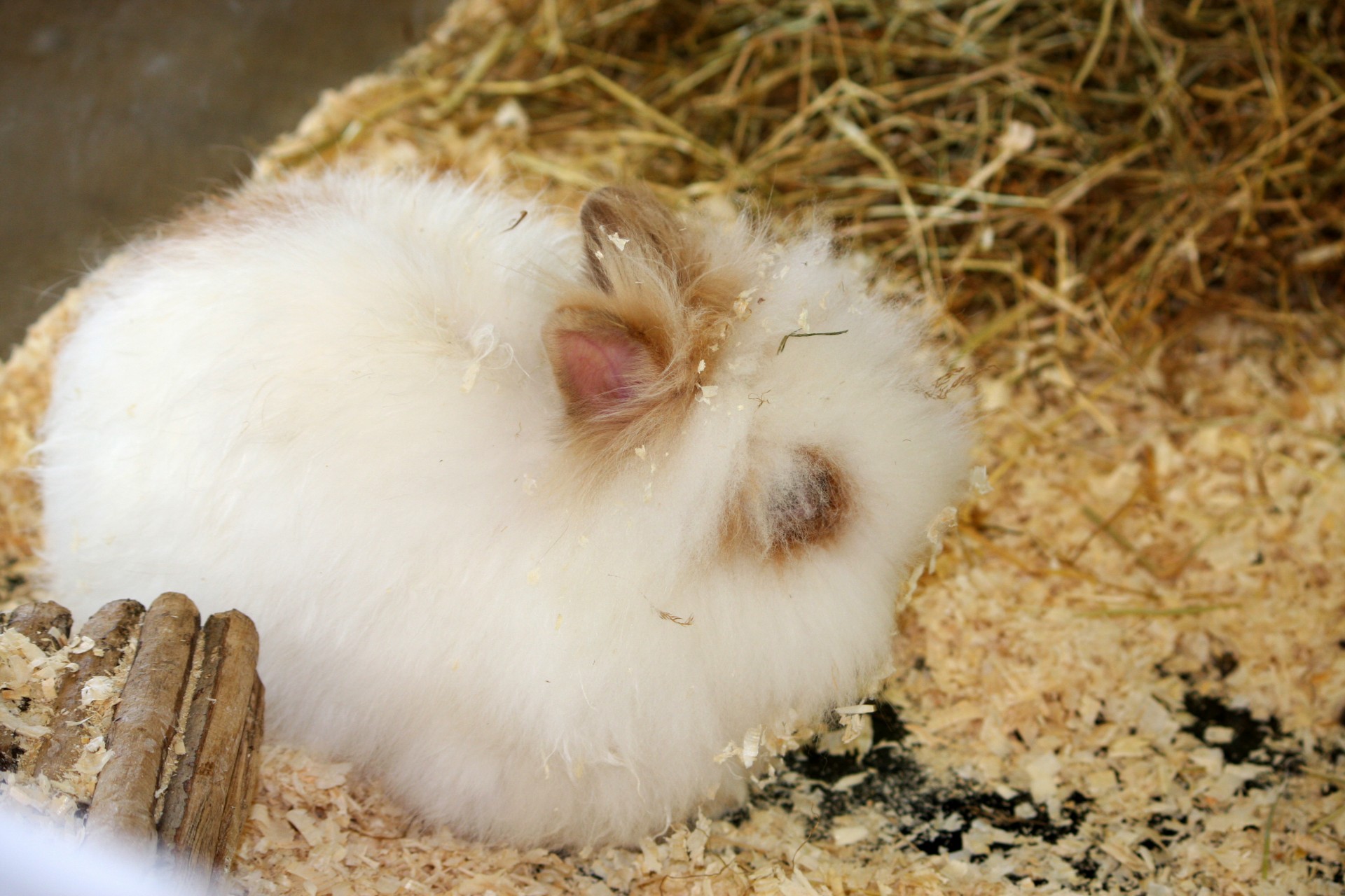 rabbit bunny angora free photo