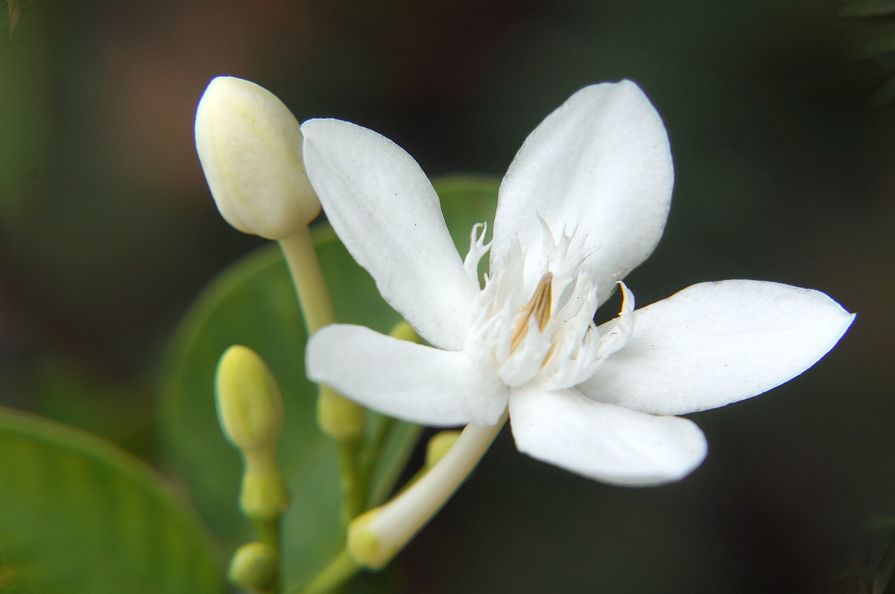 white apricot flower buds apricot white free photo