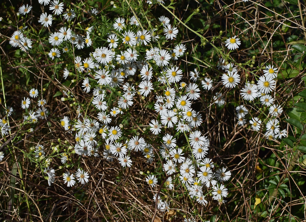 white aster wildflower flower free photo