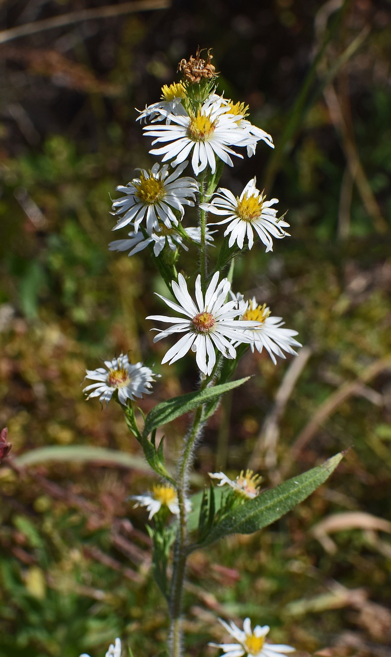 white aster wildflower flower free photo