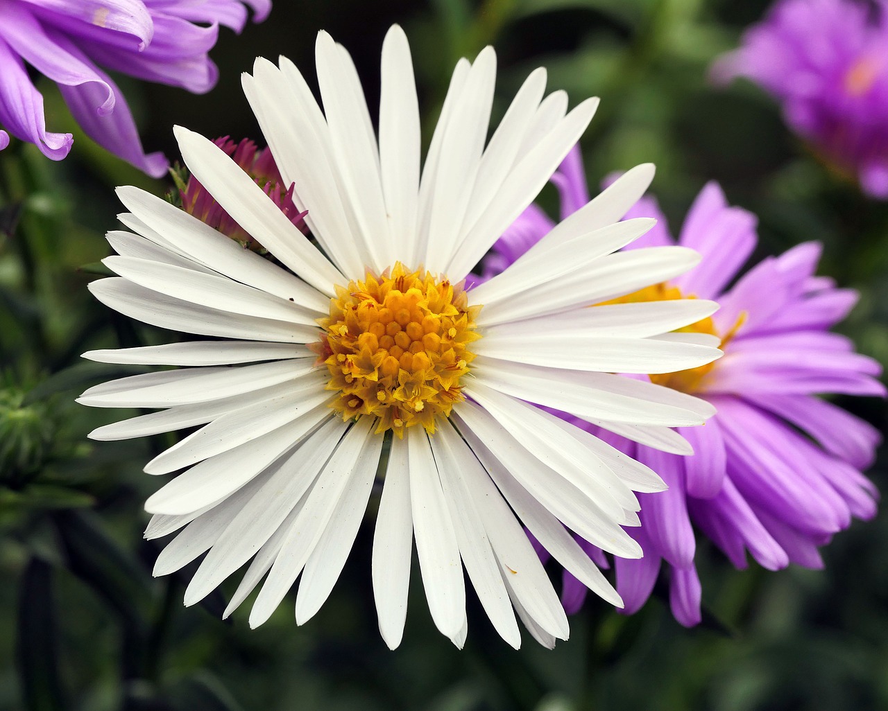 white aster  false-color  albino free photo