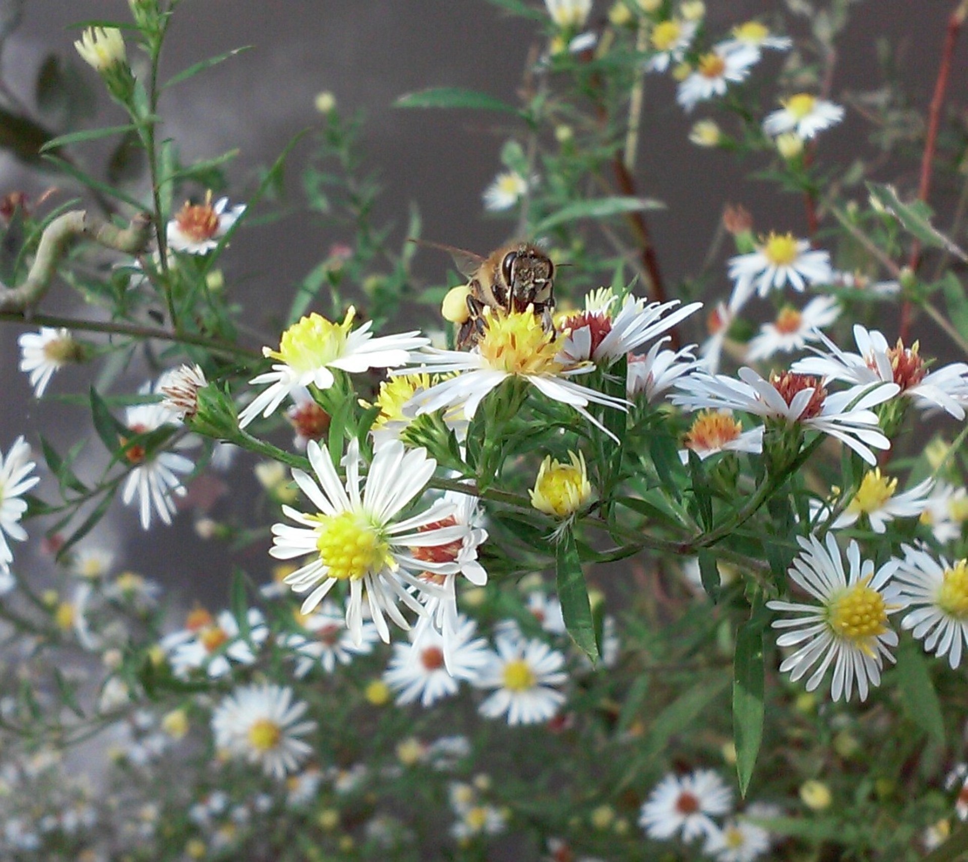 nature bee flowers free photo