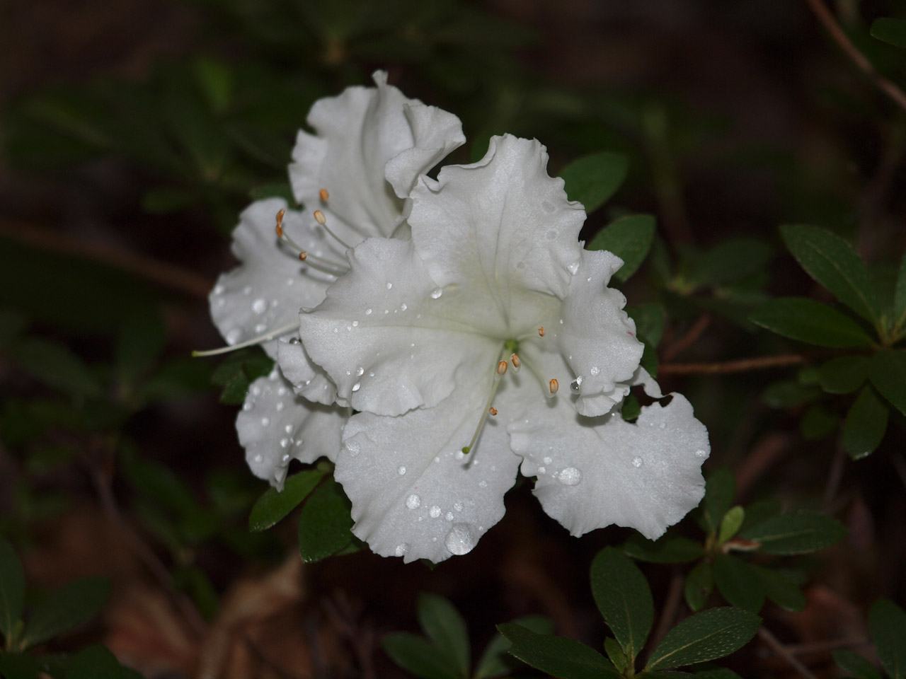 Азалия белая цветок