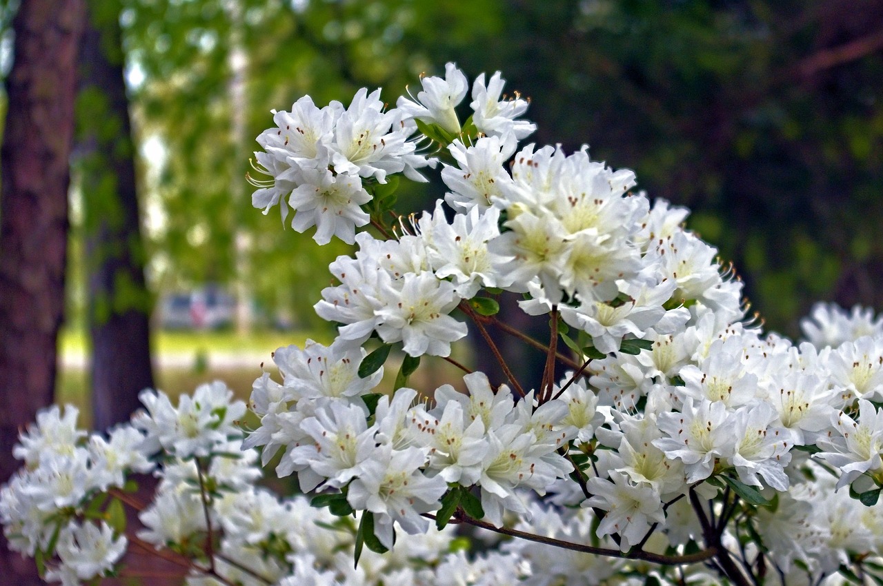 white azaleas in arkansas ozarks  blossoms  azalea free photo