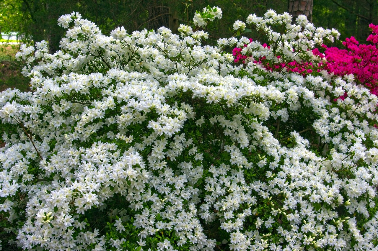 white azaleas in full bloom  blossoms  azalea free photo