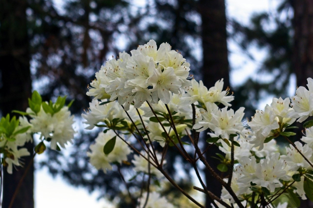 white azaleas in the pines  blossoms  azalea free photo