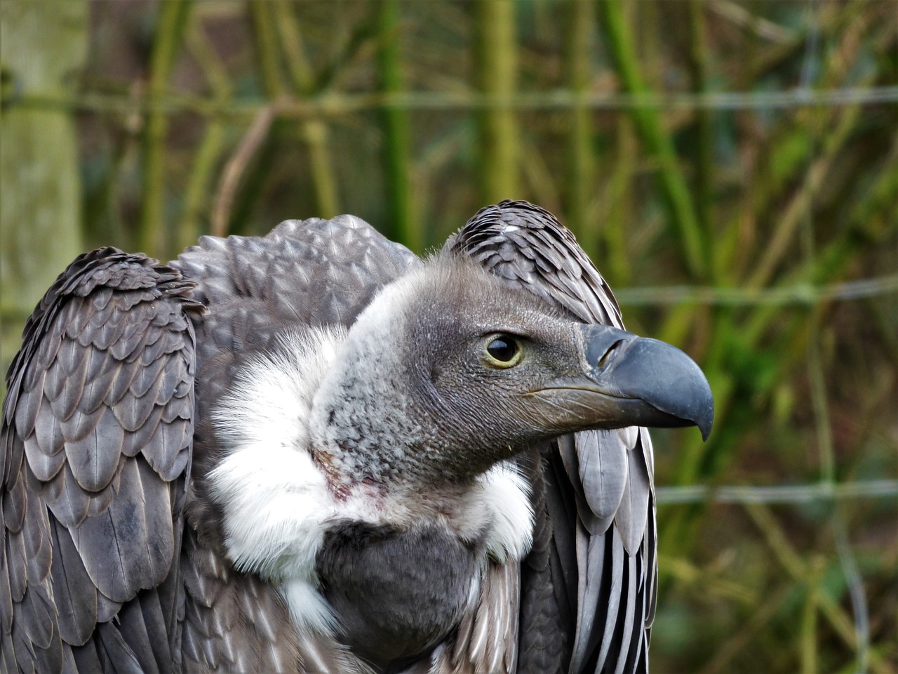 white back vulture head eye free photo