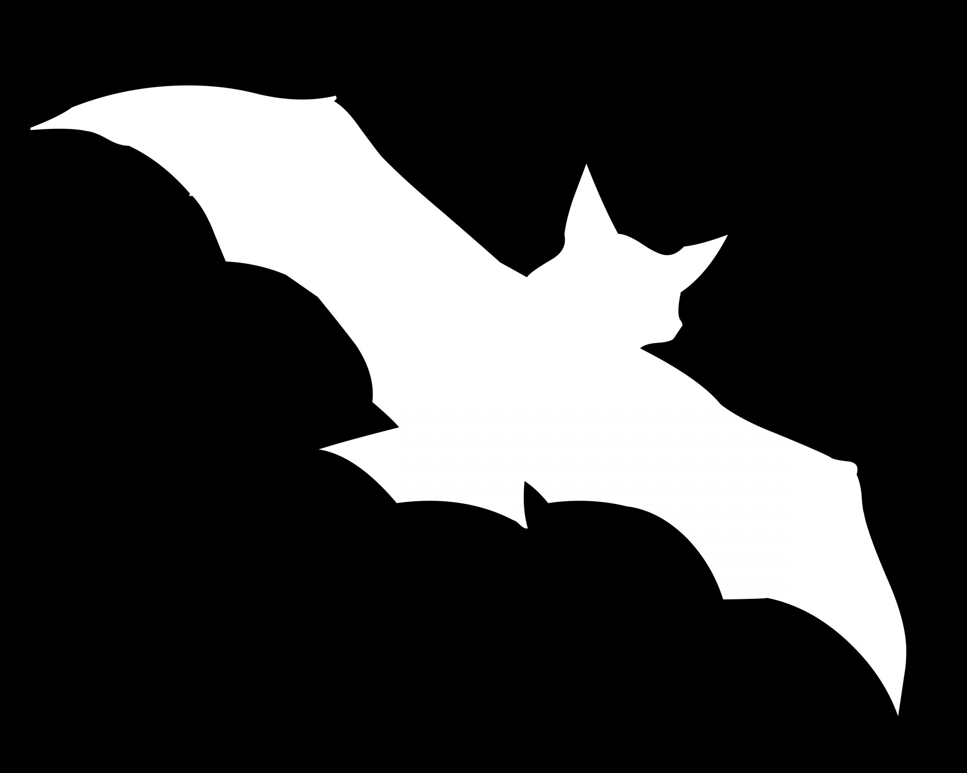 Drawing,white,bat,animal,wild - free image from 