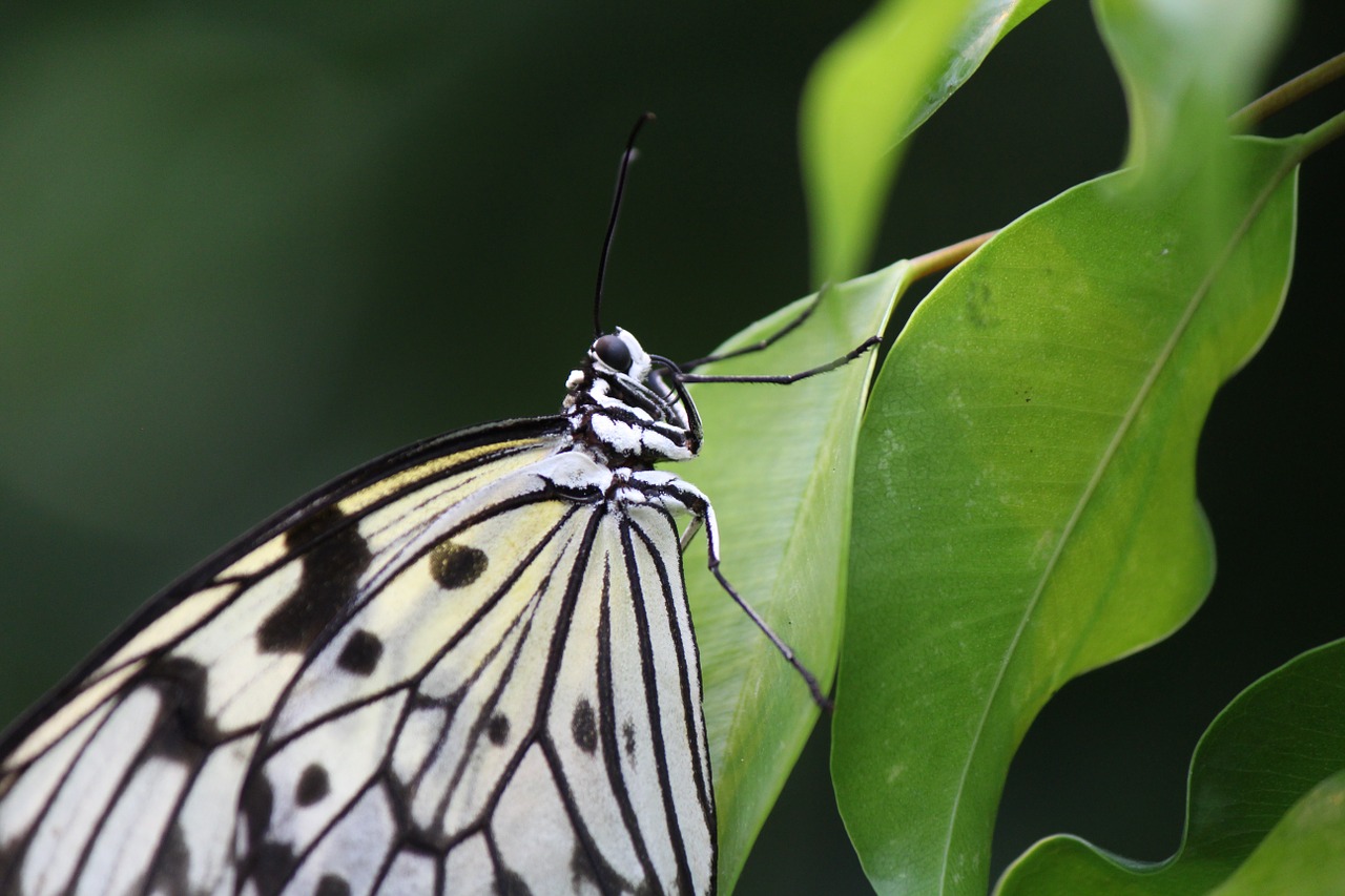 white baumnymphe butterfly idea leuconoe free photo