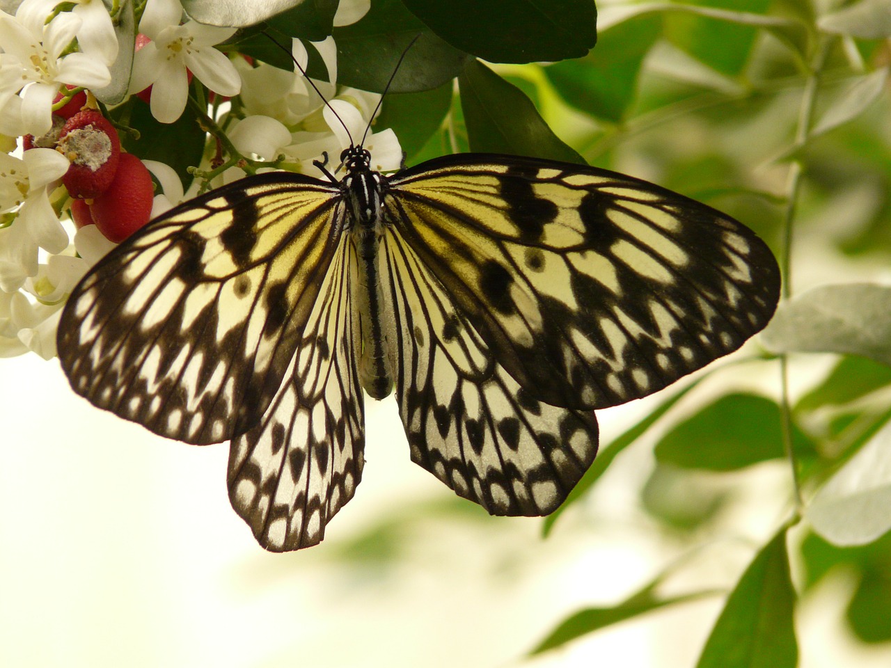 white baumnymphe butterfly idea leuconoe free photo