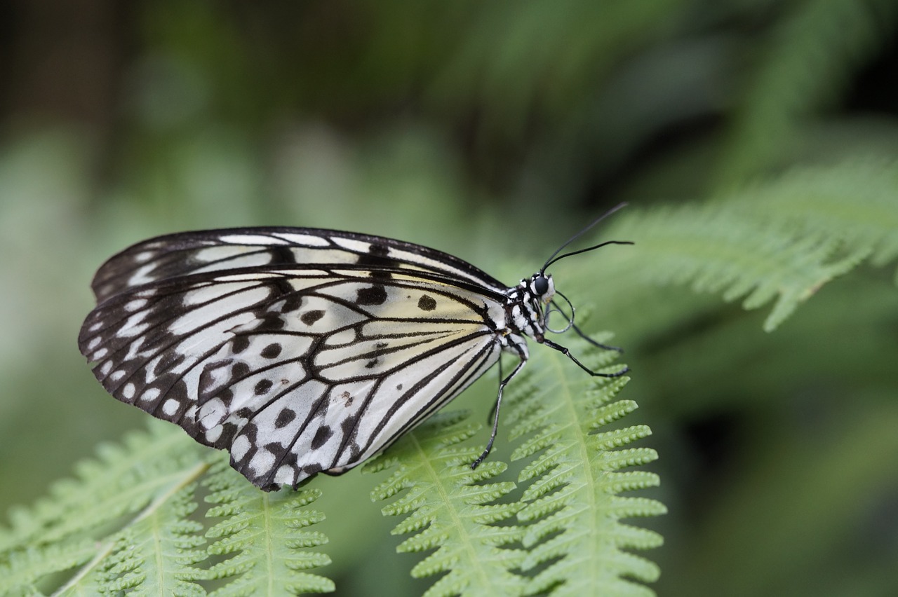 white baumnymphe butterflies butterfly free photo
