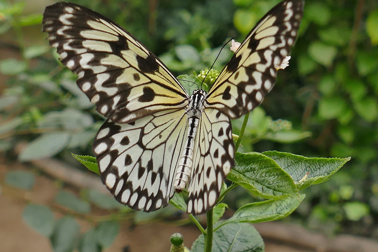 white baumnyphe butterfly insect free photo