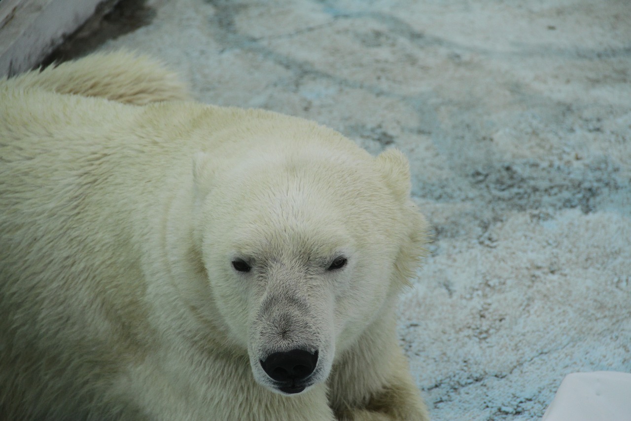 white bear bear zoo free photo