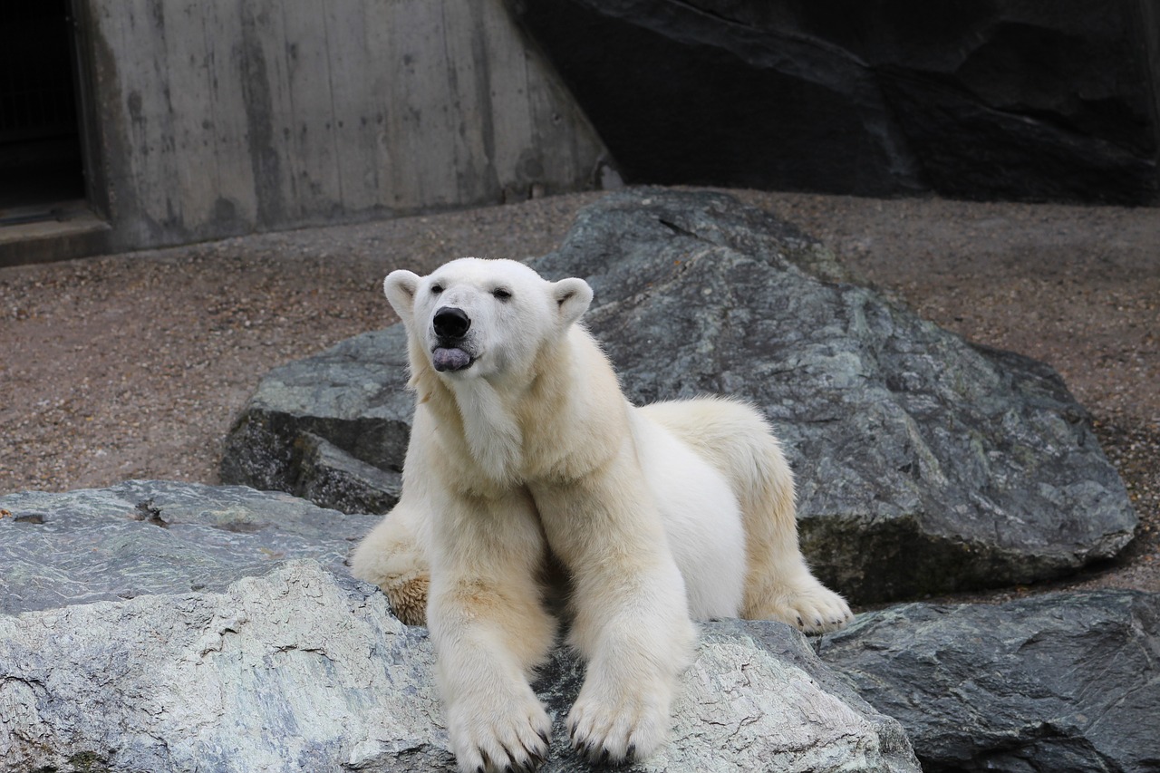 white bear animal zoo free photo