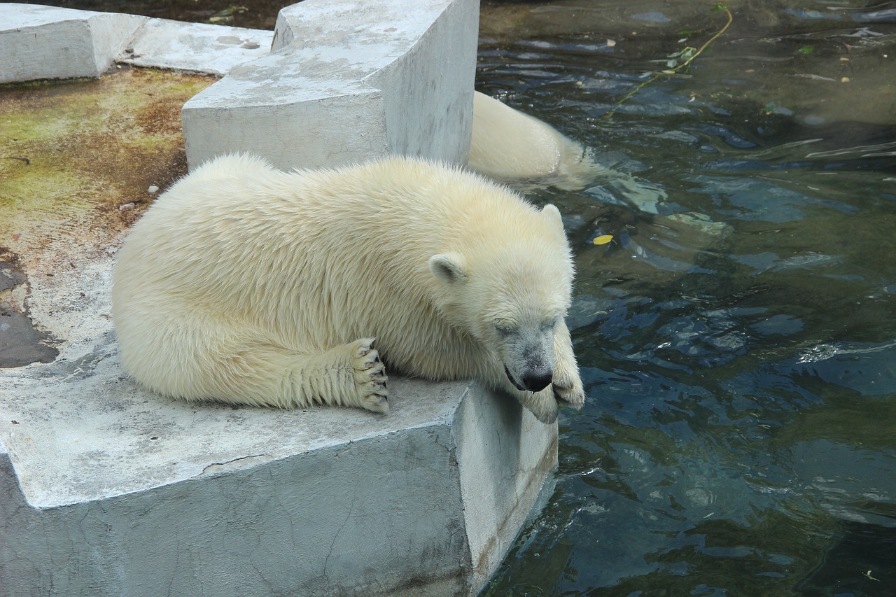 white bear zoo summer free photo