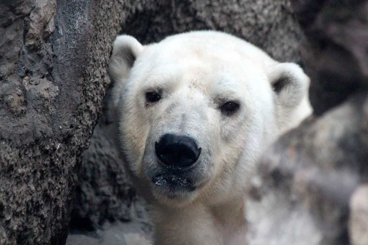 white bear  polar bear  ursus maritimus free photo