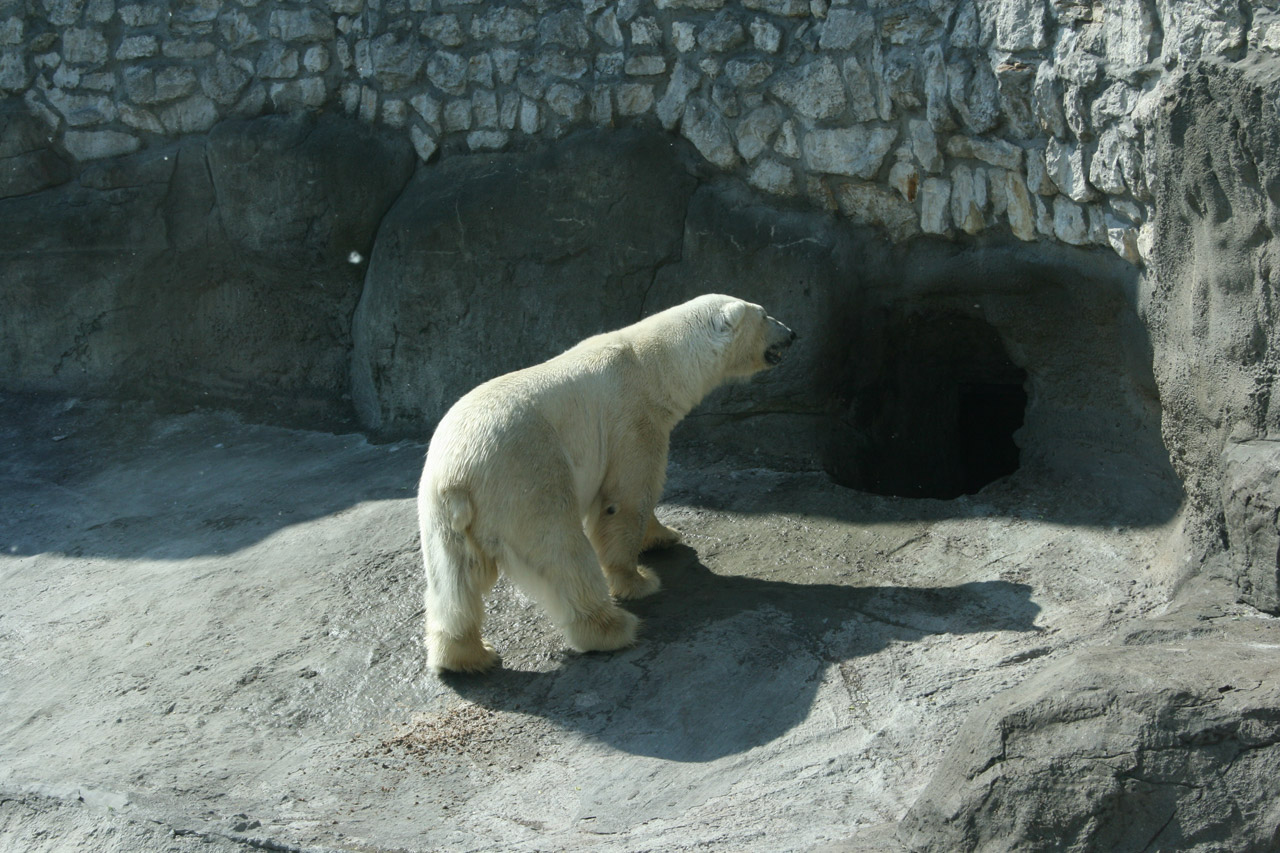 white bear zoo free photo