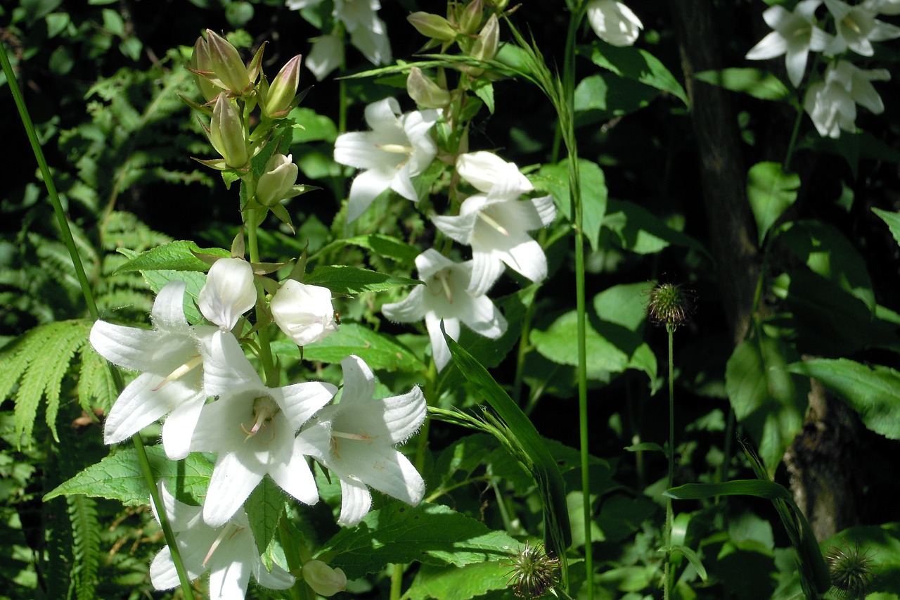 white bellflower bellflower blossom free photo