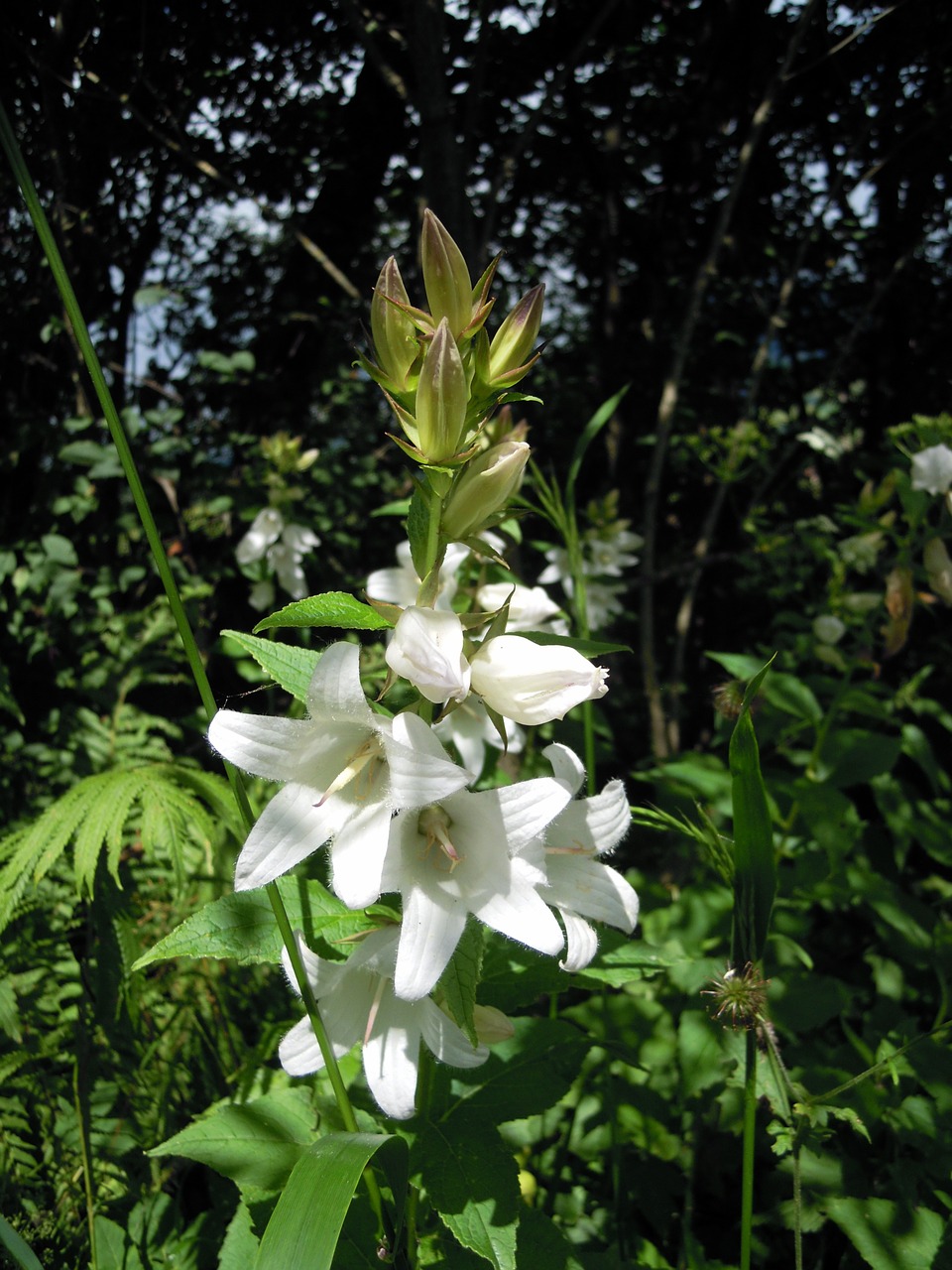 white bellflower bellflower blossom free photo
