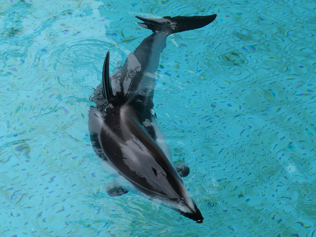 white bellied dolphin animal free photo