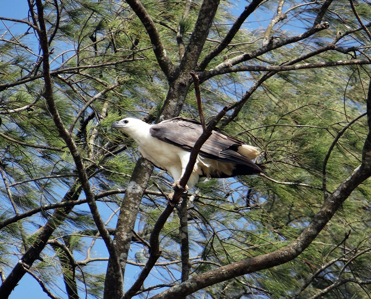 white-bellied sea eagle free photo