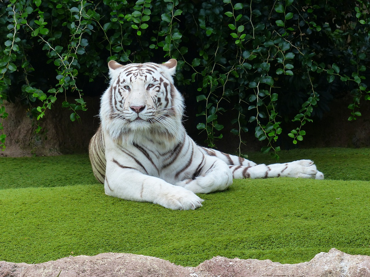 white bengal tiger tiger rest free photo