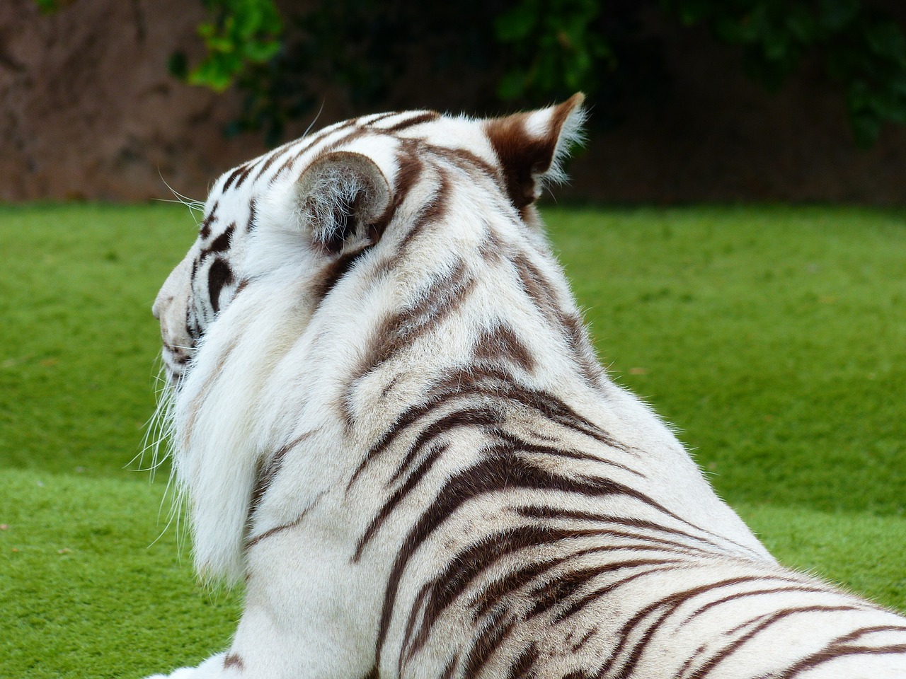 white bengal tiger fur drawing free photo