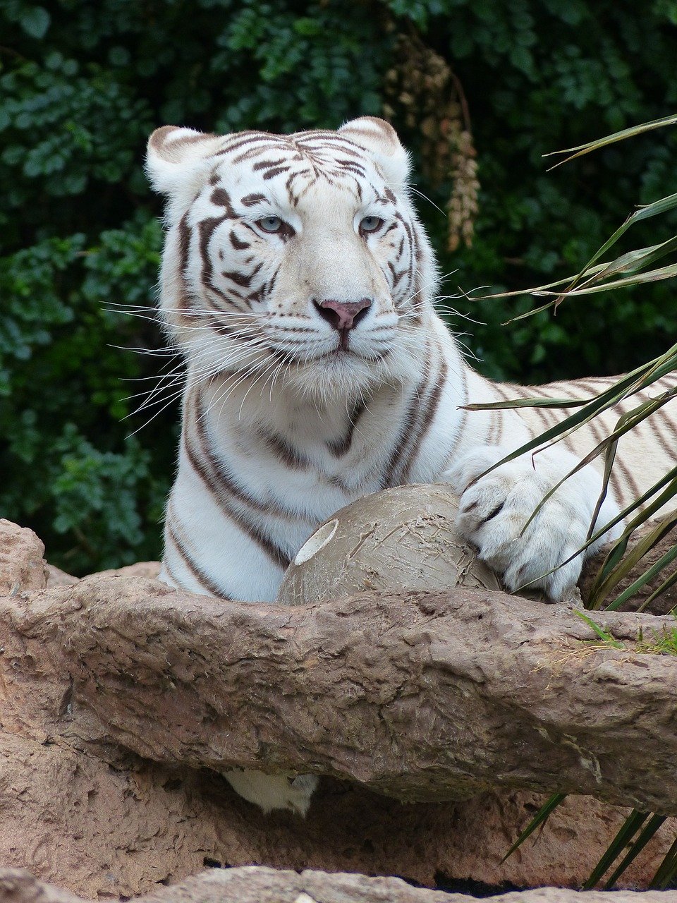 white bengal tiger attention watch free photo