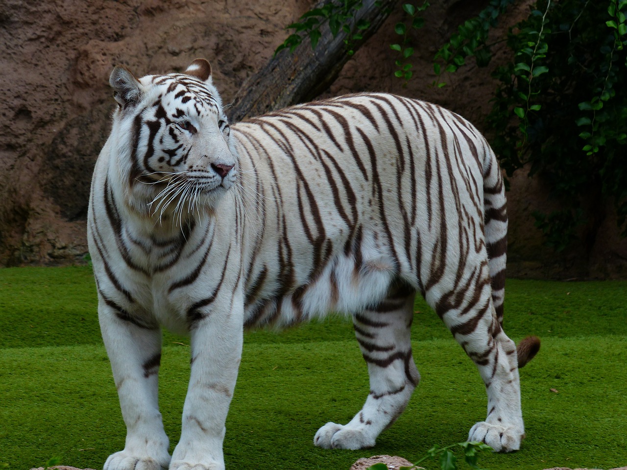 white bengal tiger tiger majestic free photo
