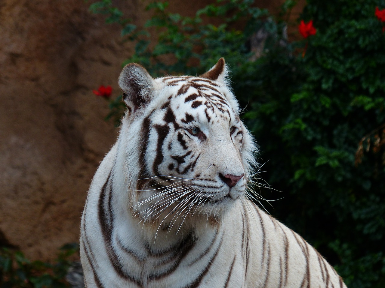 white bengal tiger tiger cat free photo