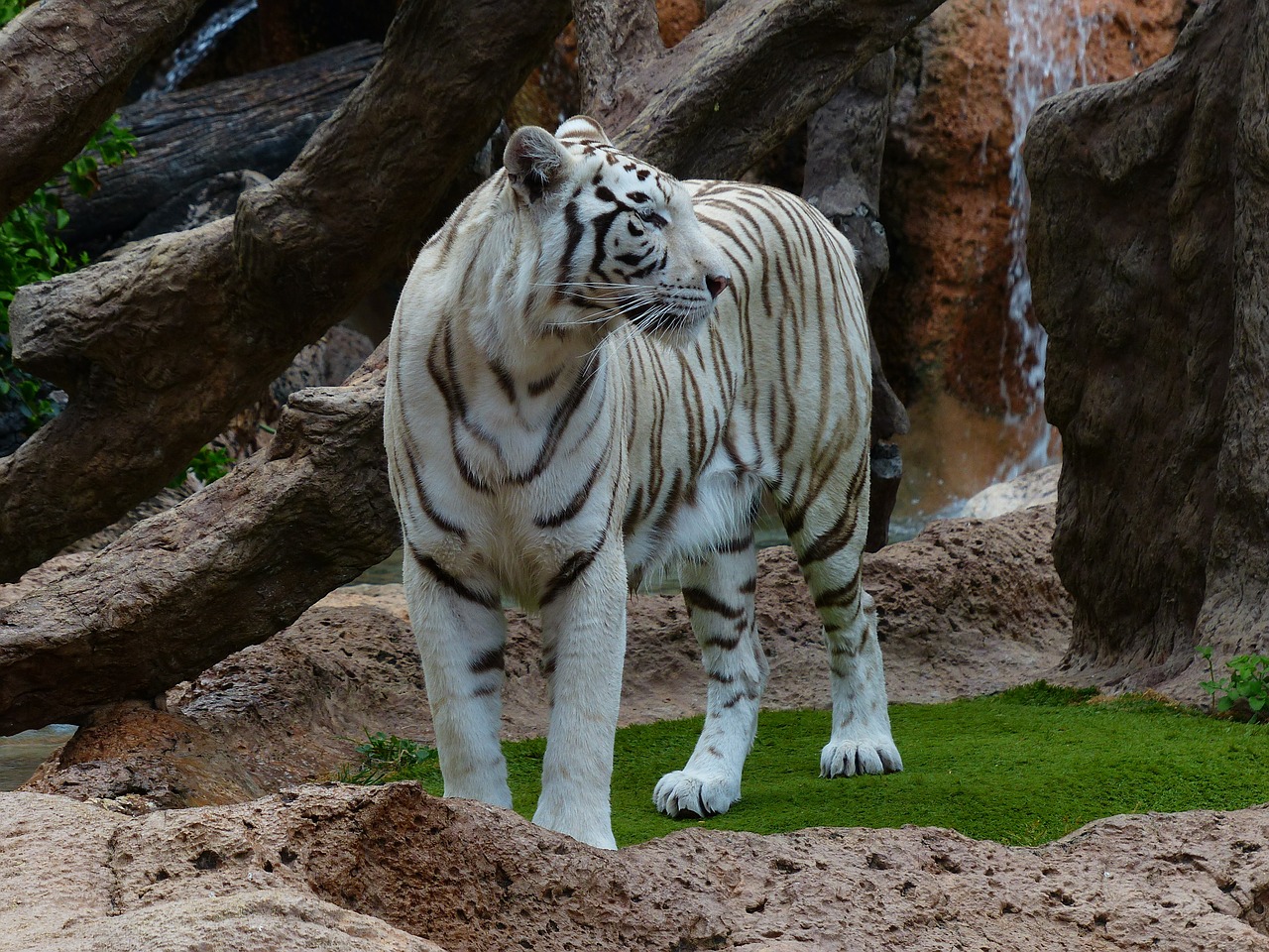 white bengal tiger tiger predator free photo