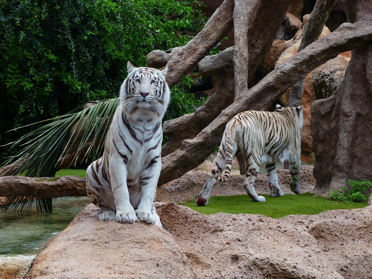 white bengal tiger tiger sit free photo