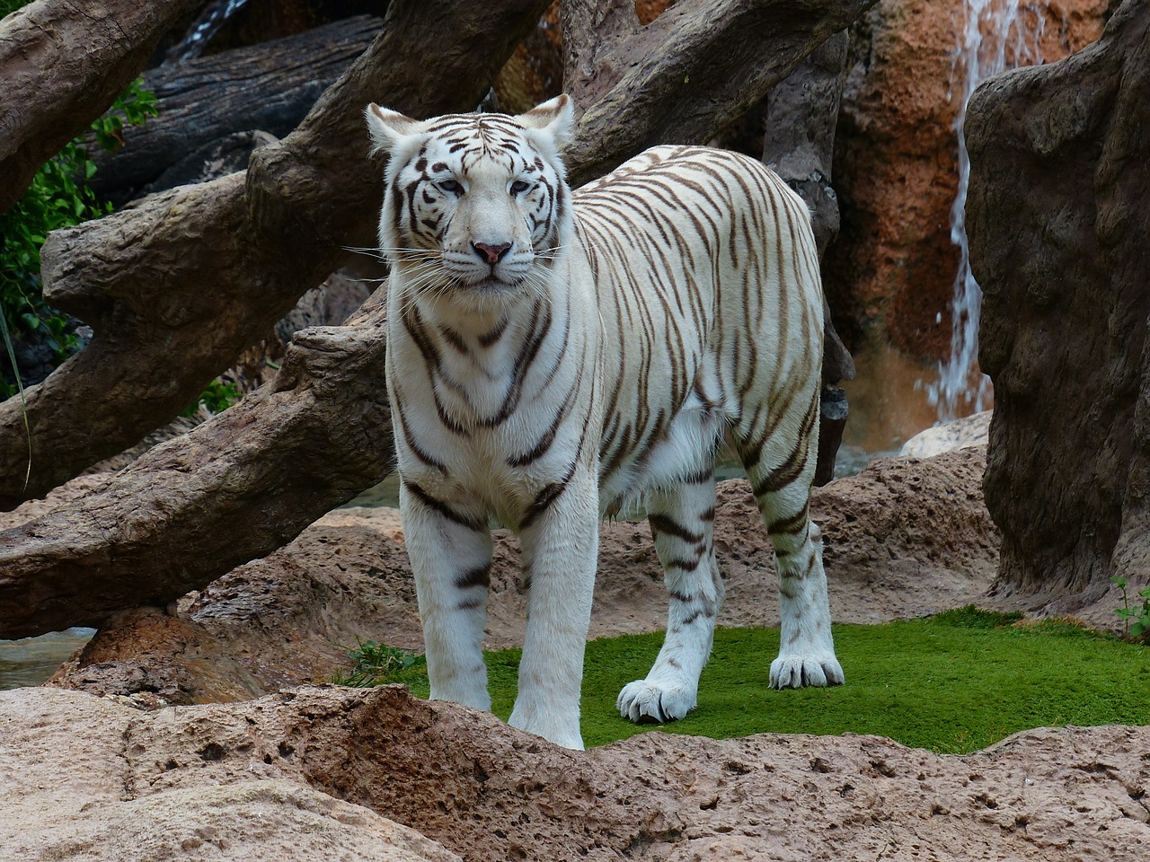 white bengal tiger tiger predator free photo