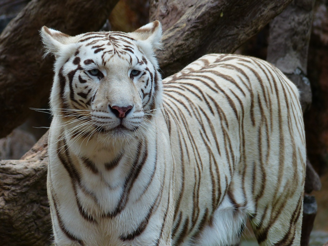 white bengal tiger tiger noble free photo