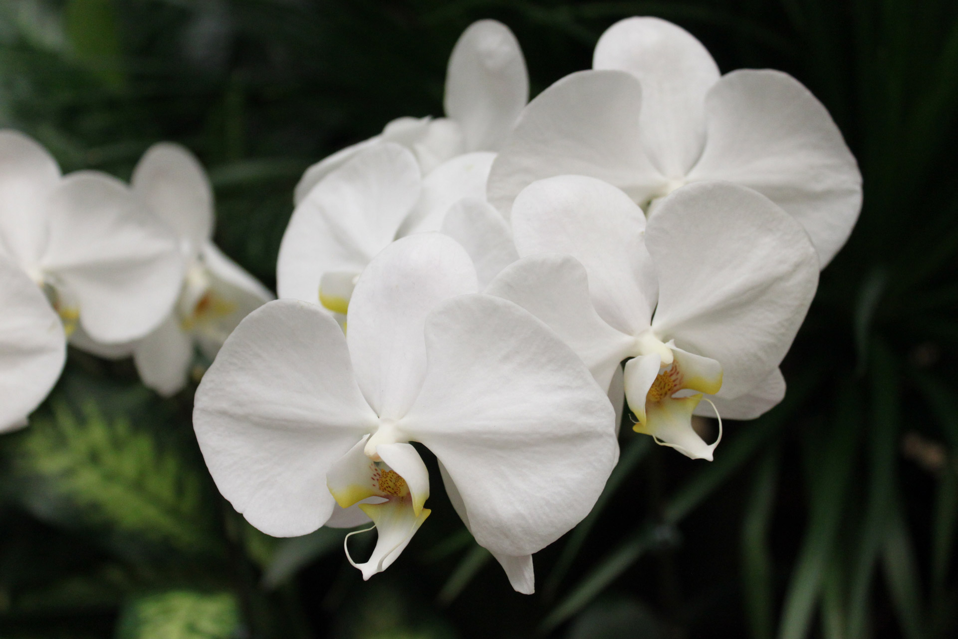 white big orchid flower singapore airport departing hall free photo